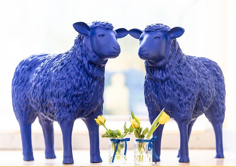 Newsbild: Die blauen Schafe