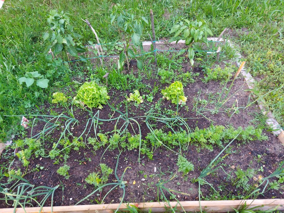 Newsbild: Gartenprojekt 2021