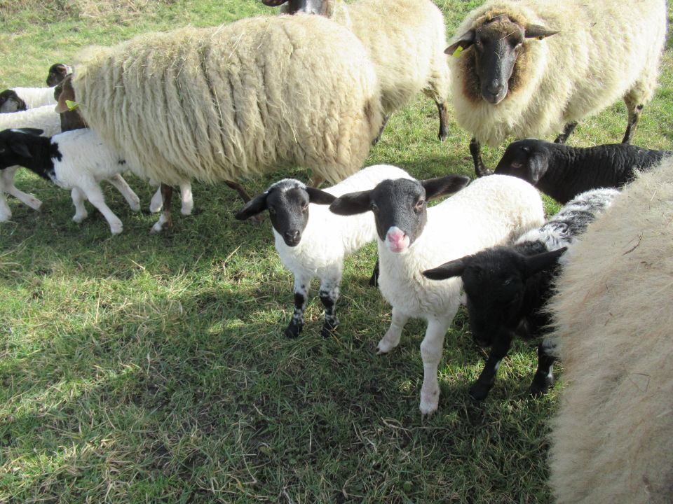 Newsbild: Frühlingsgefühle im HWBV