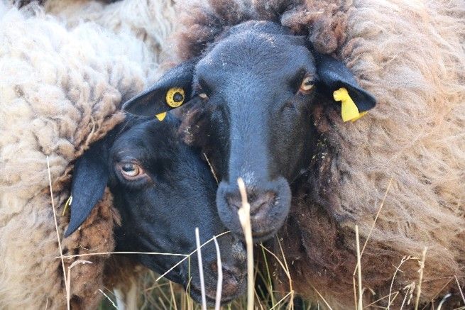 Newsbild: Schafschur 2022